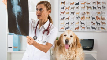 11 Advantages of Online Cloud PACS for Veterinary Clinics - Presented by PostDICOM
